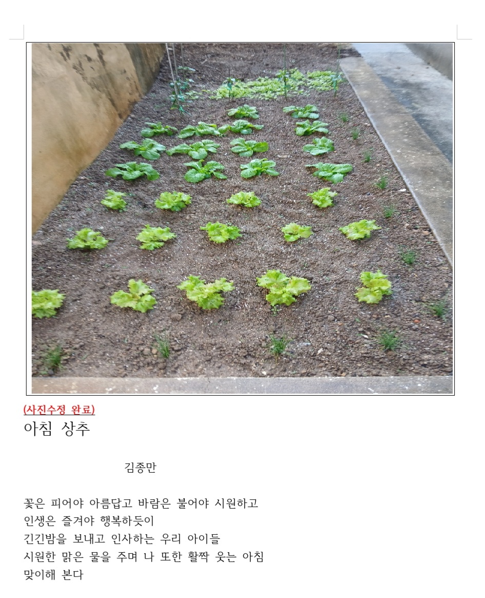 이미지 1:다카시_아침상추 김종만 