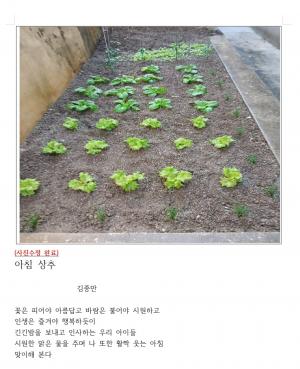 다카시_아침상추 김종만 